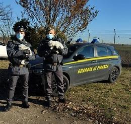 Rovigo, la finanza salva due cagnolini