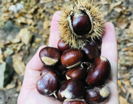 Raccogliere castagne in Veneto