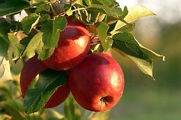 Veneto : avviato un progetto di ricerca sulla presenza di fumonisine nella frutta veneta