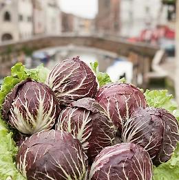 Tipicità del territorio, radicchio di Chioggia Igp: "Necessario l’impegno di valorizzazione del territorio"