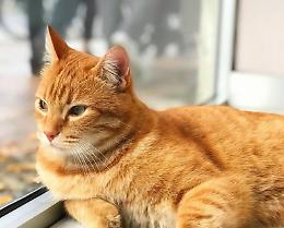 Rovigo: una taglia per trovare gli aggressori del gatto Rossini