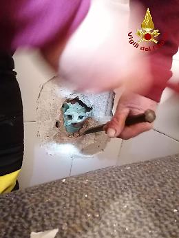 I vigili del fuoco liberano un gattino chiuso dentro da giorni in una canna fumaria