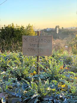 Creazzo, rubato il broccolo fiolaro dal campo: il padrone augura al ladro di ammalarsi di covid