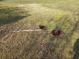 Vicenza, sradicati a parco Fornaci i ciliegi piantati di recente nella giornata contro l'omofobia