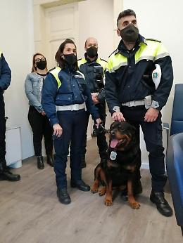 Este: il destino del rottweiler Achille divide la città