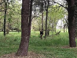 Taglio di Po: al via i lavori di riqualificazione del Parco Perla