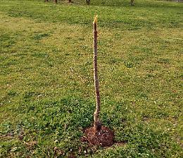 Vicenza, devastato il ciliegio contro l'omofobia al parco delle Fornaci