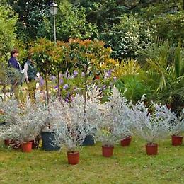 Bassano, "Di Rara Pianta" compie 10 anni