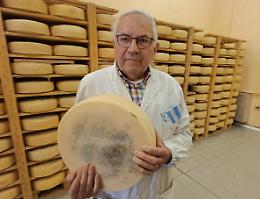 Rinasce il caseificio a Villaverla: produce un antico formaggio pregiato vicentino, "Il Posina"