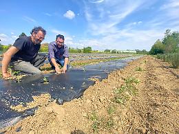 Padova. Produzione agricola partecipata per il Parco Agricolo Basso Isonzo