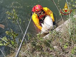 Noventa Padovana, avvistato e salvato cane pastore svizzero