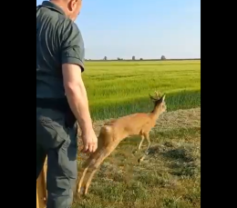 Portogruaro: avvistato un capriolo in pieno centro