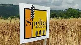 Sovizzo, il farro spelta diventa "deco". Sono i giovani a coltivarlo