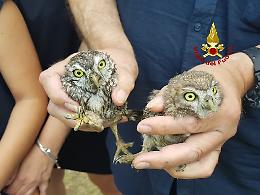 I vigili del fuoco salvano due piccoli di civetta finiti in un pozzo profondo cinque metri
