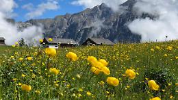 Parco Karwendel, l’eden fiorito nelle Alpi Tirolesi