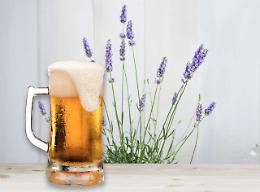 Nasce a Monselice la birra artigianale alla lavanda