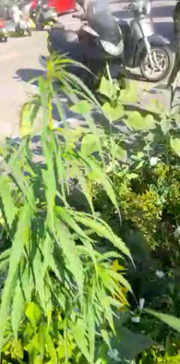 Vicenza, un video che gira su whatsapp mostra piantine di cannabis nel giardinetto in stazione