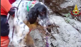 Cogollo, salvato dai vigili del fuoco un cane rimasto bloccato su un costone di roccia