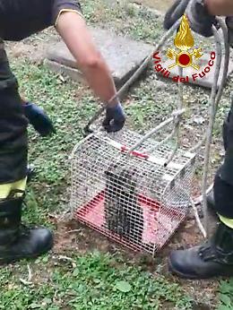 Monselice, salvato gattino intrappolato al vecchio ospedale