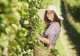 Veneto, uve buone ma quantità in calo del 10-15 per cento. Vendemmia in partenza
