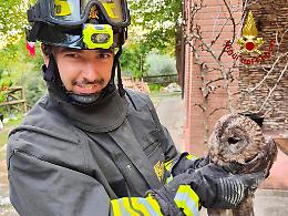 Baone: i vigili del fuoco salvano un allocco