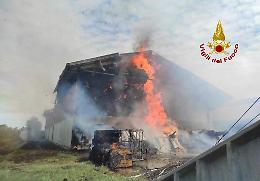 Incendio di un’azienda agricola a Pernumia: vitellini morti