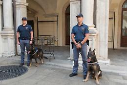 Padova, pastori tedeschi da mezzo mondo per il 65° Campionato Sociale di Allevamento