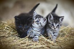 Chioggia, individuata la zona per il nuovo gattile
