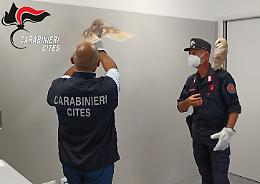 Venezia: Sequestrati Barbagianni attira turisti