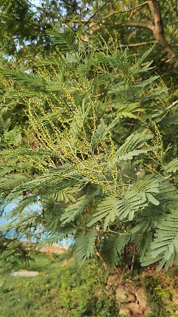 Mimose in fiore sui Colli Euganei: è colpa del caldo fuori stagione