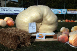Cartura, sfida delle zucche giganti: la vincitrice è un esemplare da 117 kg