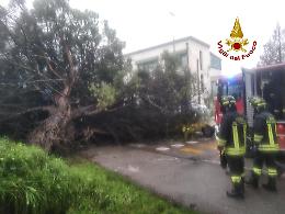 Padova, sradicato un albero: travolte due auto