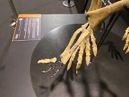 Padova, un fossile di dinosauro rubato durante la mostra