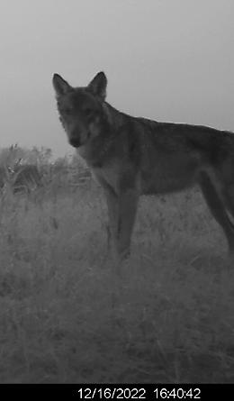 Il ritorno del lupo nel Polesine: sei esemplari nell’area del Delta