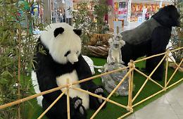 A Rubano 150 peluche a grandezza naturale in mostra per scoprire la fauna e rispettarla