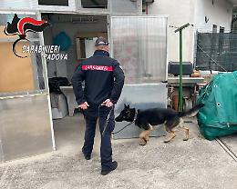 Sorpreso in possesso di pasticche di ecstasy e di altro stupefacente