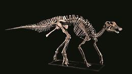 “Lost Hangar, dinosauri rivelati”: percorso di alto livelli scientifico