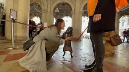 Venezia, attivo nei Musei civici il servizio di intrattenimento dog-friendly