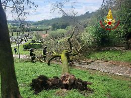 Arquà Petrarca, cede un albero. Tre turisti finiscono in ospedale