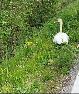 Casale sul Sile: cigno ferito sulla carreggiata, salvato da cittadini e carabinieri