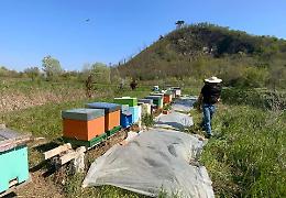 Allarme in via Caposeda, eccezionale moria di api a Montegrotto