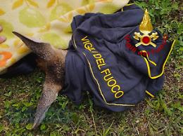 Villanova del Ghebbo, salvato un capriolo finito nel fiume Adigetto