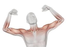 Individuato un nuovo gene che regola l’integrità del muscolo scheletrico