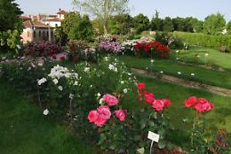I roseti più incantevoli di Verona e dintorni: quattro giardini da scoprire