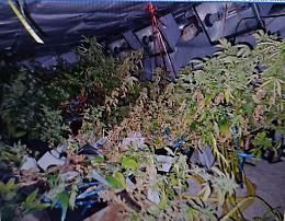 Coltiva marijuana allacciandosi abusivamente alla rete elettrica