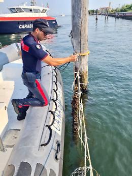 Controlli dei carabinieri a Pellestrina e Dolo: sequestrati due allevamenti di cozze e sanzionati due bar