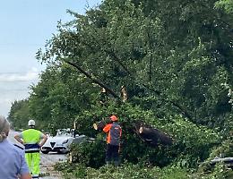 Maltempo: Alberi caduti sulla Statale 12, riaperta una corsia di marcia tra Buttapietra e Cadidavid