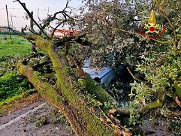 Asolo, quercia secolare cade su un auto in transito, un ferito