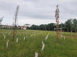 Calesso: bosco di San Paolo in sofferenza, il Comune intervenga