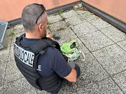 Padova, anziano sorpreso con quattro piccioni vivi in un sacchetto